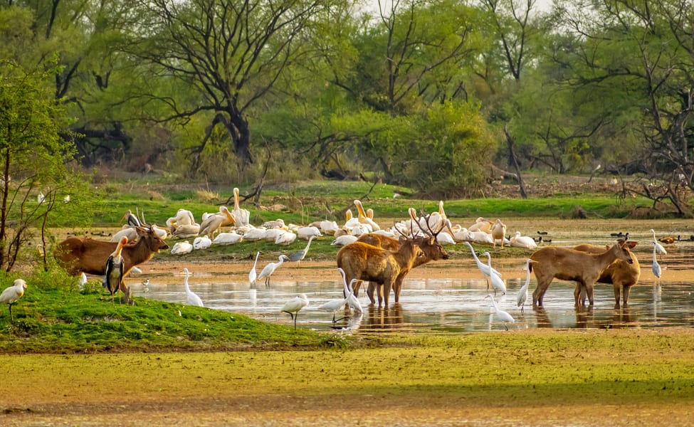 Golden Triangle With Wildlife
