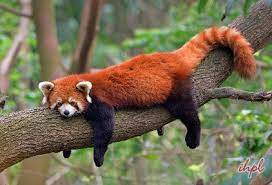 Red Panda Expedition Tour