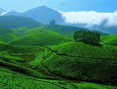 Munnar And Alleppey Tour