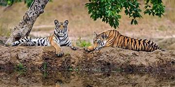 Madhya Pradesh Wildlife Tour