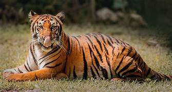 Central India Tiger Tour