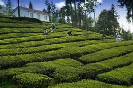 Golden Triangle With Darjeeling Tour