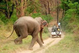 India's Wildlife With Golden Triangle