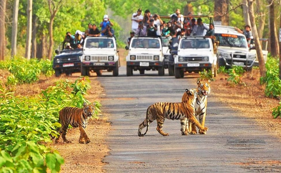 Golden Triangle With Tigers