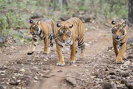 Madhya Pradesh With Tiger Safari