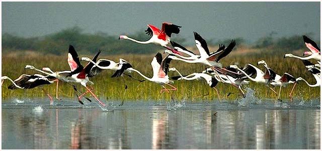 Delhi Agra Bharatpur Tour